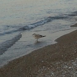 Bird on Lake